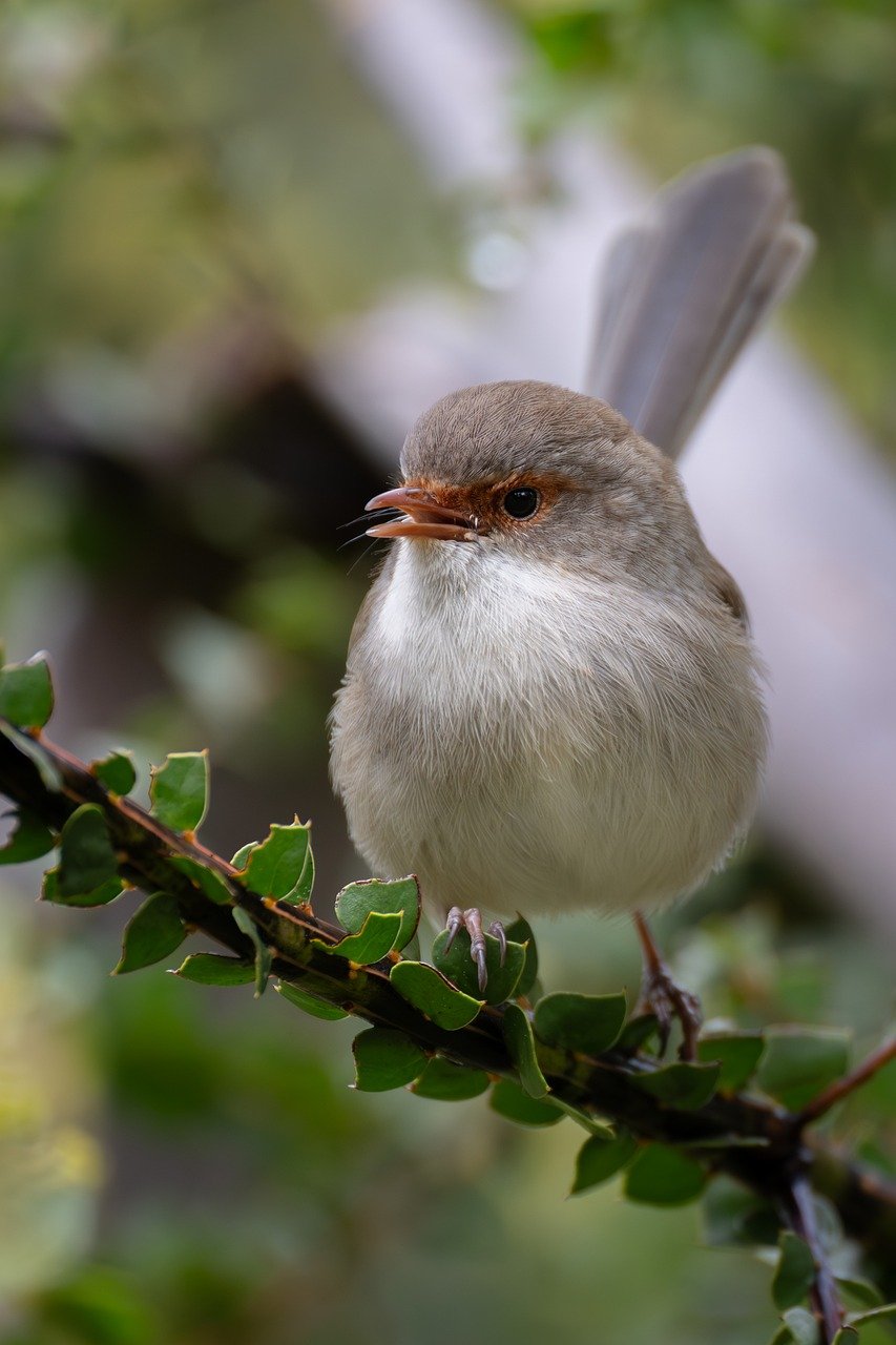 superb fairywren, fairywren, wren-8206111.jpg